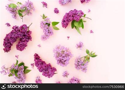 Fresh lilac flowers twigs boder over pink background flat lay floral composition. Fresh lilac flowers