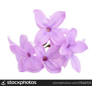 Fresh lilac macro violet flowers isolated over white background. Fresh lilac flowers