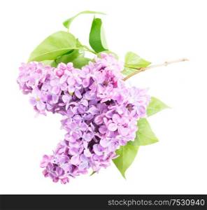 Fresh lilac twig with green leaves and flowers isolated over white background. Fresh lilac flowers
