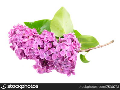 Fresh lilac twig with leaves and flowers isolated over white background. Fresh lilac flowers