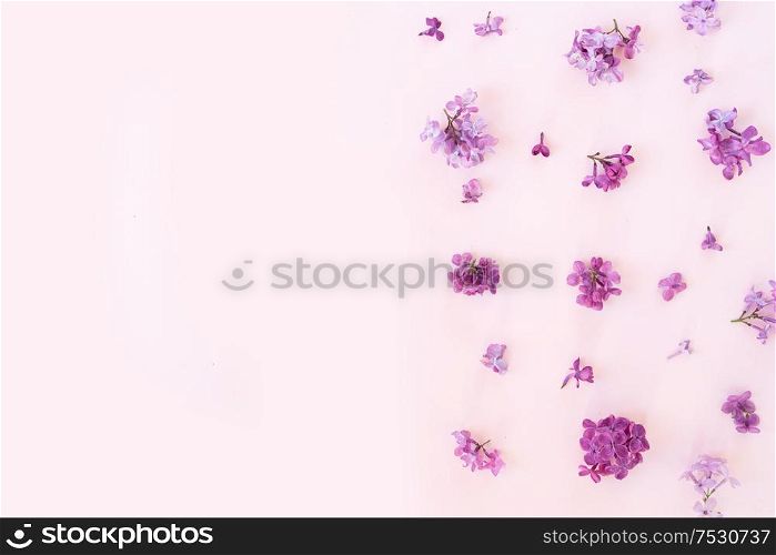 Fresh lilac violet flowers border over pink background flat lay floral composition. Fresh lilac flowers