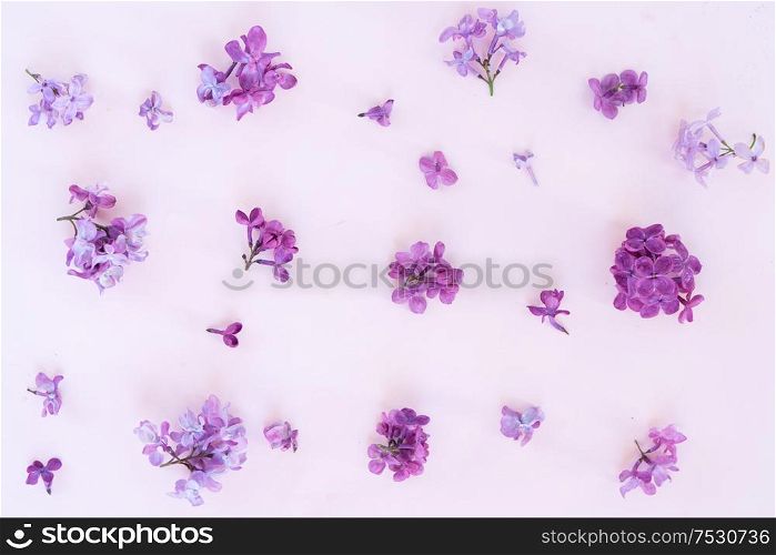Fresh lilac violet flowers pattern over pink background flat lay floral composition. Fresh lilac flowers