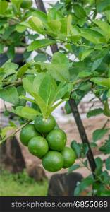 fresh lime fruit. Lime green tree hanging from the branches of it