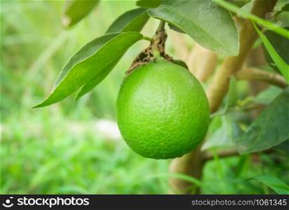 Fresh lime green lemon fruit on tree branch in the organic garden