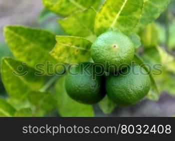 Fresh limes on lime tree