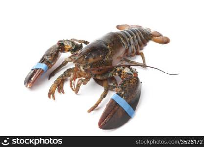 Fresh living lobster on white background