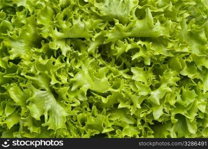 Fresh Lollo bionde lettuce full frame