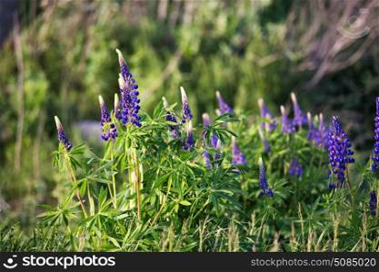 Fresh lupine close up blooming in spring. Purple lupine blossoming flowers, summer meadow. Copy space.