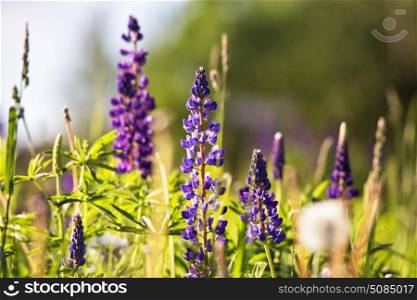 Fresh lupine close-up blooming in spring. Purple lupine flowers, summer meadow. Copy space.