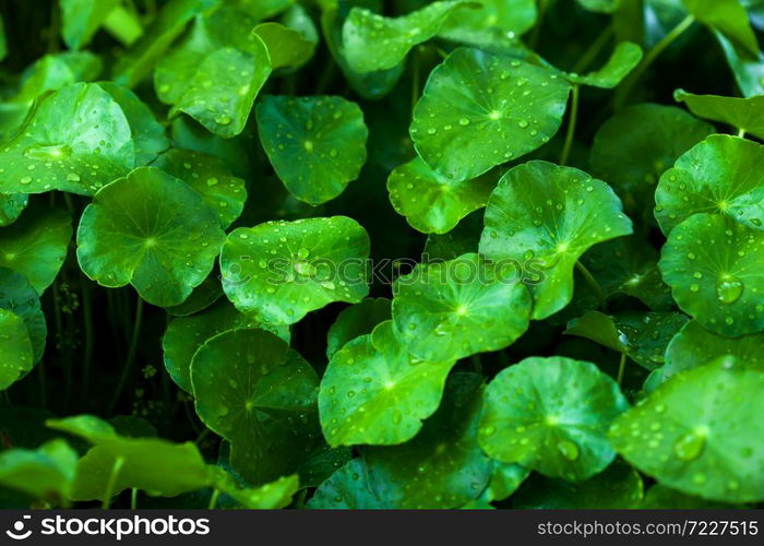 Fresh lush Gotu Kola or Centella asiatica with water drops, glossy Gotu Kola leaves with water drops after the rain. Close-up. Top view.