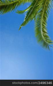 Fresh lush juicy green leaf of palm tree over blue sky background boder composition with copy space
