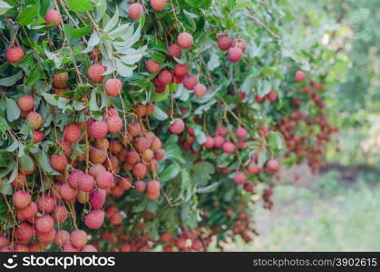 fresh lychee. fresh lychee on tree in lychee orchard
