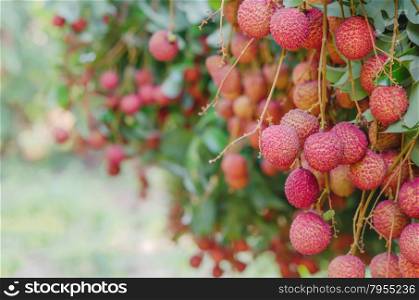 fresh lychee. fresh lychee on tree in lychee orchard