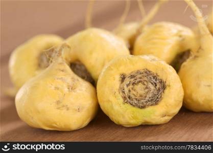 Fresh maca roots or Peruvian ginseng (lat. Lepidium meyenii) which are popular in Peru for their various health effects (Selective Focus, Focus on the maca roots in the front). Fresh Maca Roots