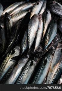 Fresh mackerel fish (Scomber scrombrus). Mackerel for sale at a fish market.