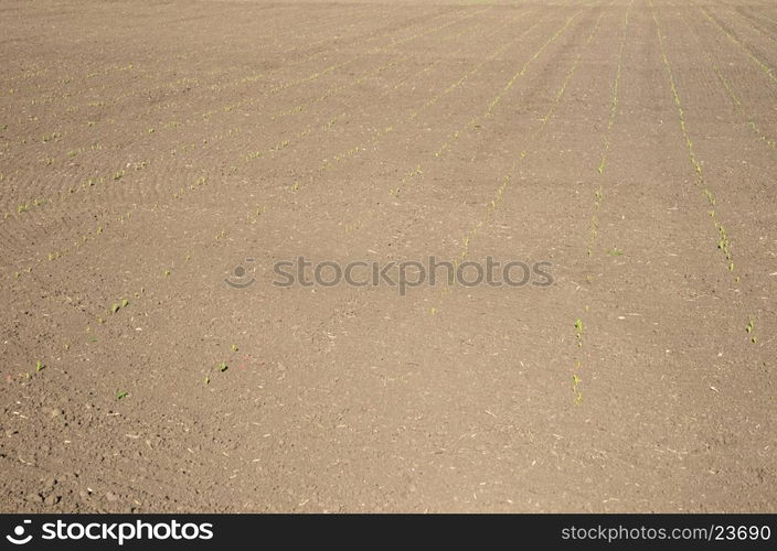 fresh made agricultural field texture