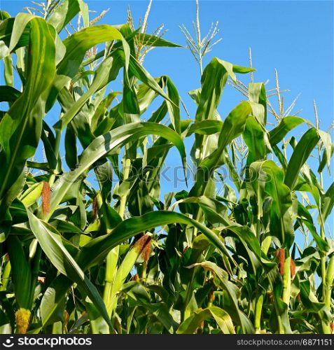 Fresh maize stalks on the blue sky background. Cornfield.