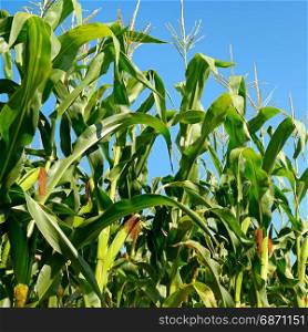 Fresh maize stalks on the blue sky background. Cornfield.