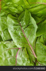 Fresh mangold leaves as a food background