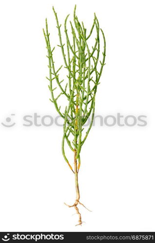 Fresh marsh samphire a coastal plant with vibrant green stalks and a crisp salty taste isolated on a white background