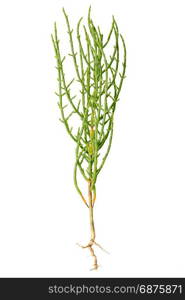 Fresh marsh samphire a coastal plant with vibrant green stalks and a crisp salty taste isolated on a white background