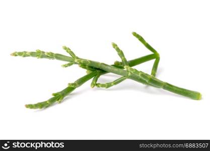 Fresh marsh samphire a coastal plant with vibrant green stalks and a crisp salty taste isolated on a white background