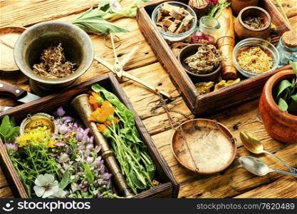 Fresh medicinal,healing herbs.Alternative medicine herbal.Natural herbal medicine. Medicinal herb and flower