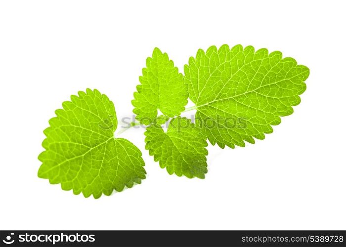 Fresh melissa leaves isolated on white background