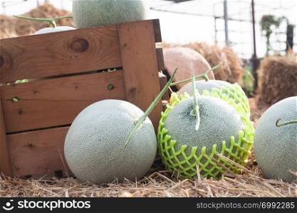 Fresh melons in wooden box and on straw in organic farm