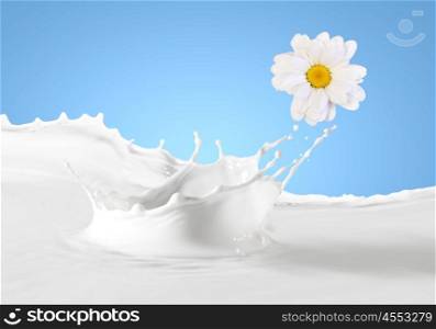 Fresh milk with camomile. Pouring white and fresh milk with chamomiles on a background