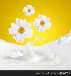 Fresh milk with camomile. Pouring white and fresh milk with chamomiles on a background