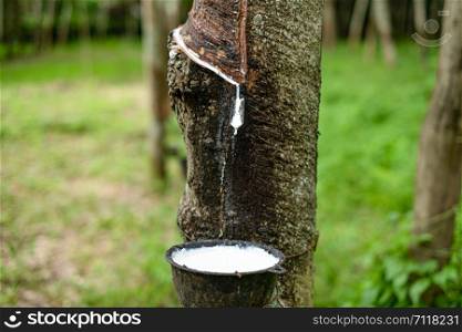 Fresh milky Latex flows from para rubber tree into a plastic bowl