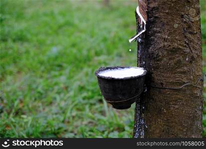 Fresh milky Latex flows into a plastic bowl in from para rubber tree Hevea Brasiliensis