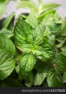 fresh mint bunch with water drops, close up