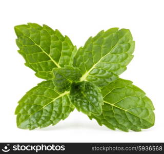 Fresh mint herb leaves isolated on white background cutout