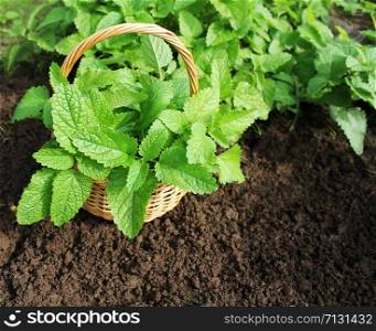 Fresh mint in basket. Mint growing in garden.Gardening concept. Fresh mint in basket. Mint growing in garden.