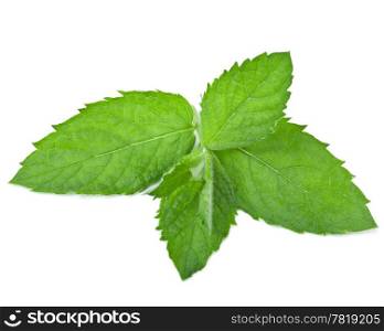 fresh mint leaf isolated