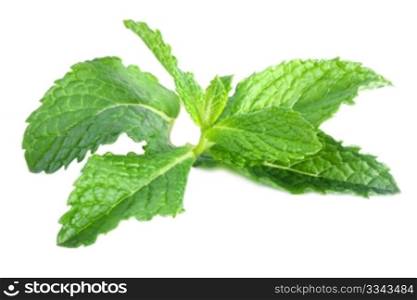 fresh mint leaves isolated on a white background