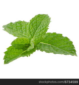 Fresh mint leaves isolated on white background.