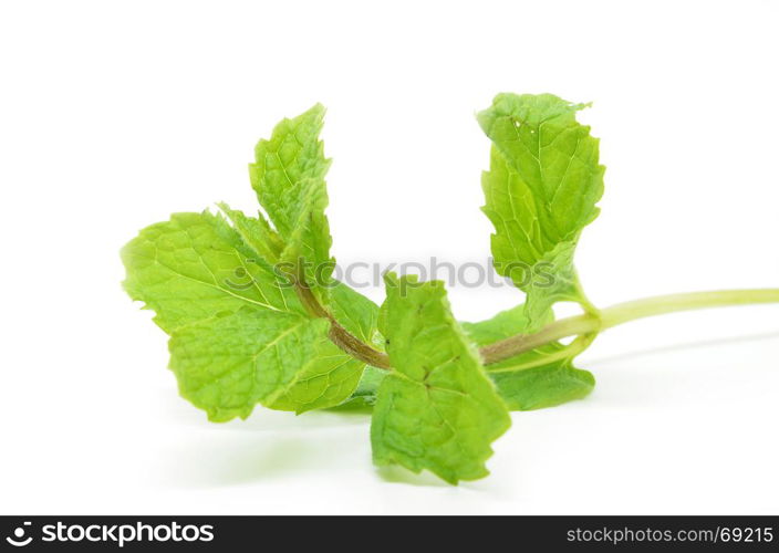 Fresh mint leaves isolated on white background