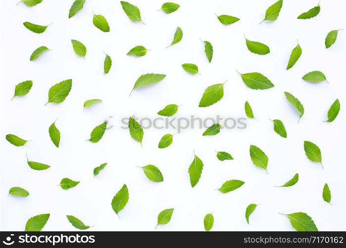 Fresh mint leaves on white background.