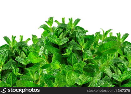 fresh mint on a white background, close up
