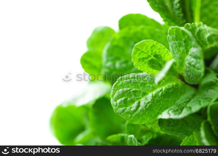 Fresh mint on white background closeup