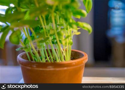 Fresh mint Peppermint herb in a pot closeup.