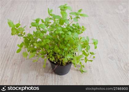Fresh mint plant in a vase on wooden background