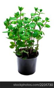Fresh mint plant in the pot isolated on white background.. Fresh mint plant in the pot isolated on white background