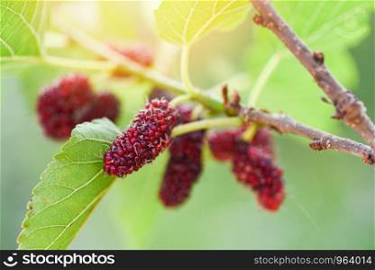 Fresh mulberry on tree / Ripe red mulberries fruit on branch and green leaf in the garden background