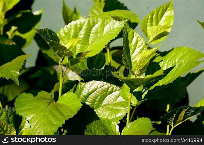 Fresh mulberry tree leaves under the sun