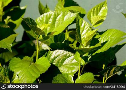 Fresh mulberry tree leaves under the sun