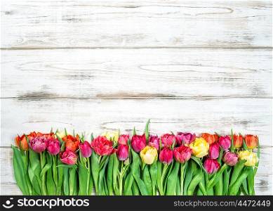 Fresh multicolor tulips. Spring flowers over bright wooden background